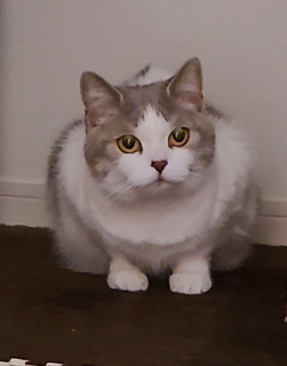 よしみさん@がんばらない tweet media