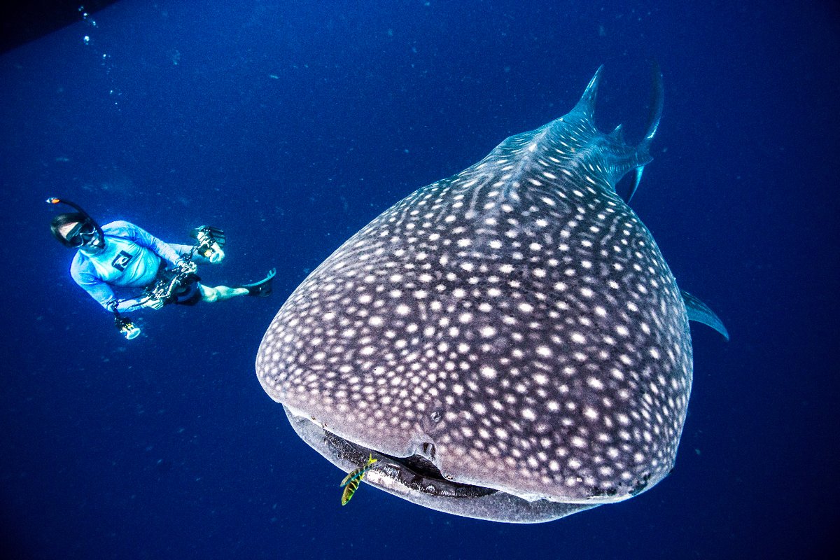 Imagina sumergirte en aguas cristalinas y encontrarte cara a cara con uno de los animales más grandes del mundo. 
¿Estás interesado en algún curso de buceo?

Contáctanos vía MD.
.
.
.
#buceo #buceocurso #cursosdebuceo #buceomexico #buceoprofesional #tiburonballena