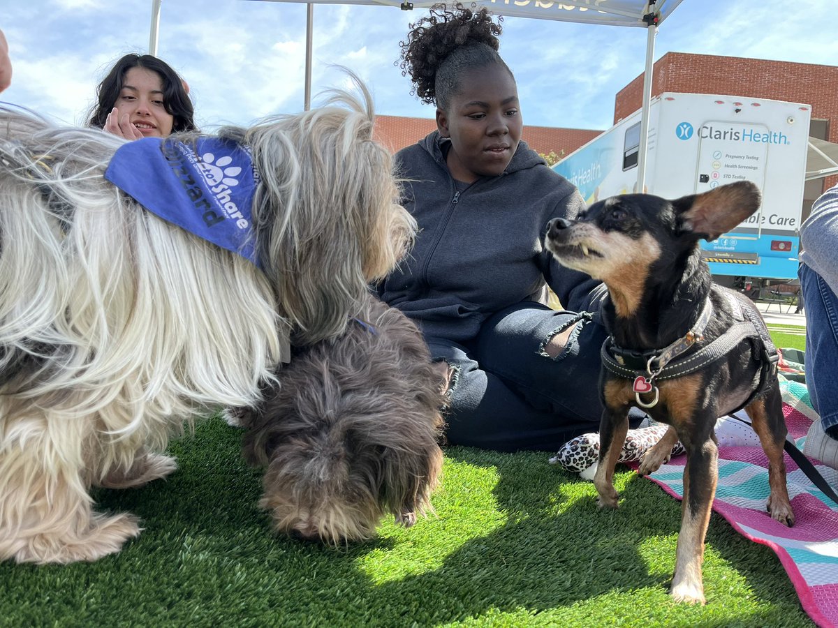 A group of therapy dogs (and a therapy cat) visited students at the Health Center Circle at El Camino College, hosted by the Active Minds Club. The dogs will visit students again on April 24 and May 29, from 11 a.m. to 1 p.m. #eccunion