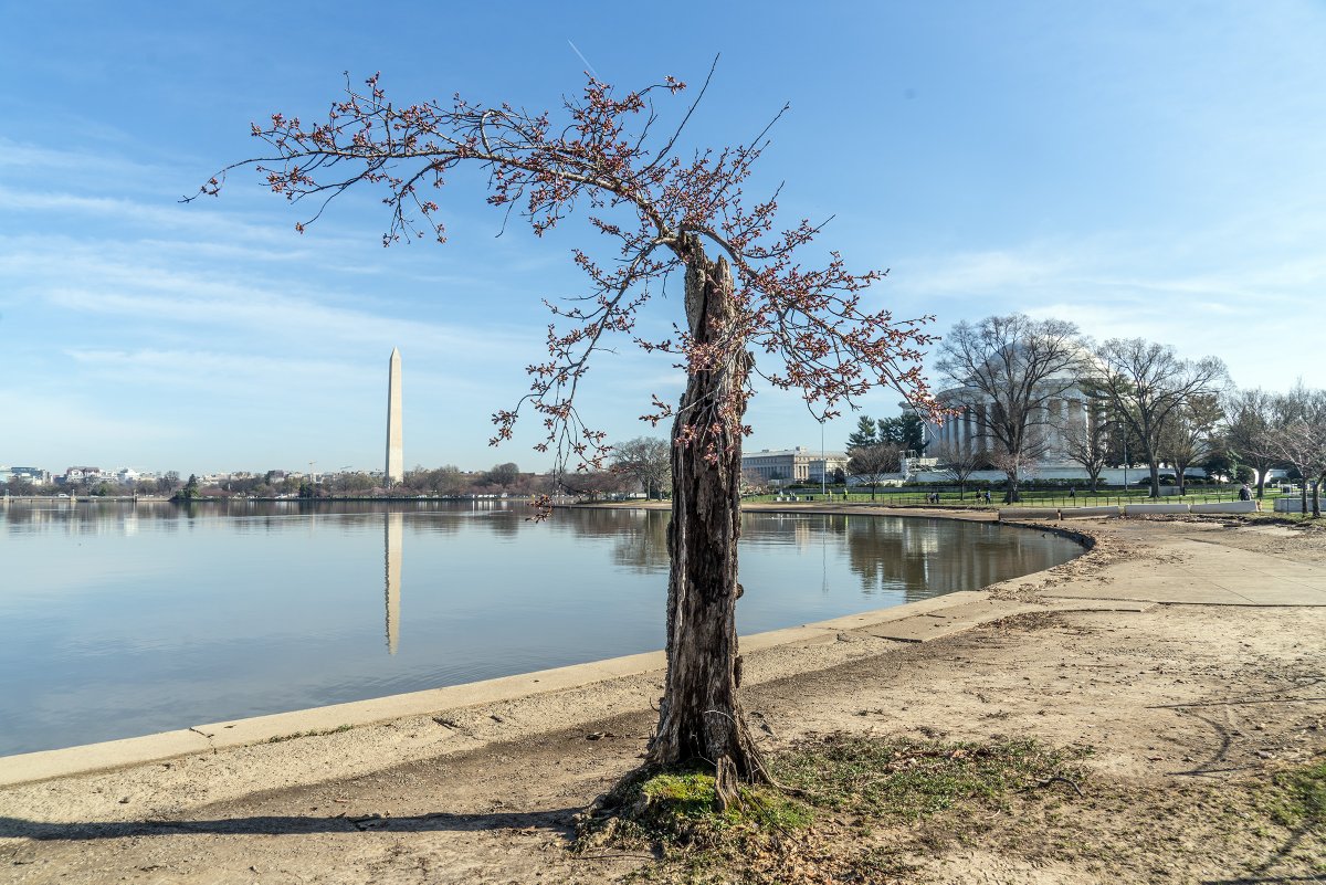 dcstormchaser's tweet photo. CBS News Sunday Morning asked me for an interview this morning at the Tidal Basin to talk about poor Stumpy. I arrived early and shot the sunrise before my interview.
I think the story will run April 7. https://t.co/auRj1KKRrj