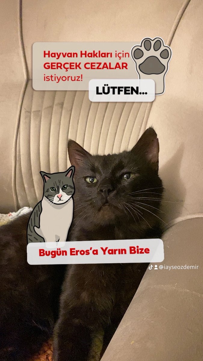 Hayvan hakları için GERÇEK CEZALAR istiyoruz! Lütfen… 

Bu olaya dikkat çekmek için ne yapabilirim dedim? 

TikTok Effecti hazırladım; vm.tiktok.com/ZMMh8o1hv/

Belki bu efekt çok az kullanılacak ama en azından bu olaya sessiz kalmayı reddediyorum.