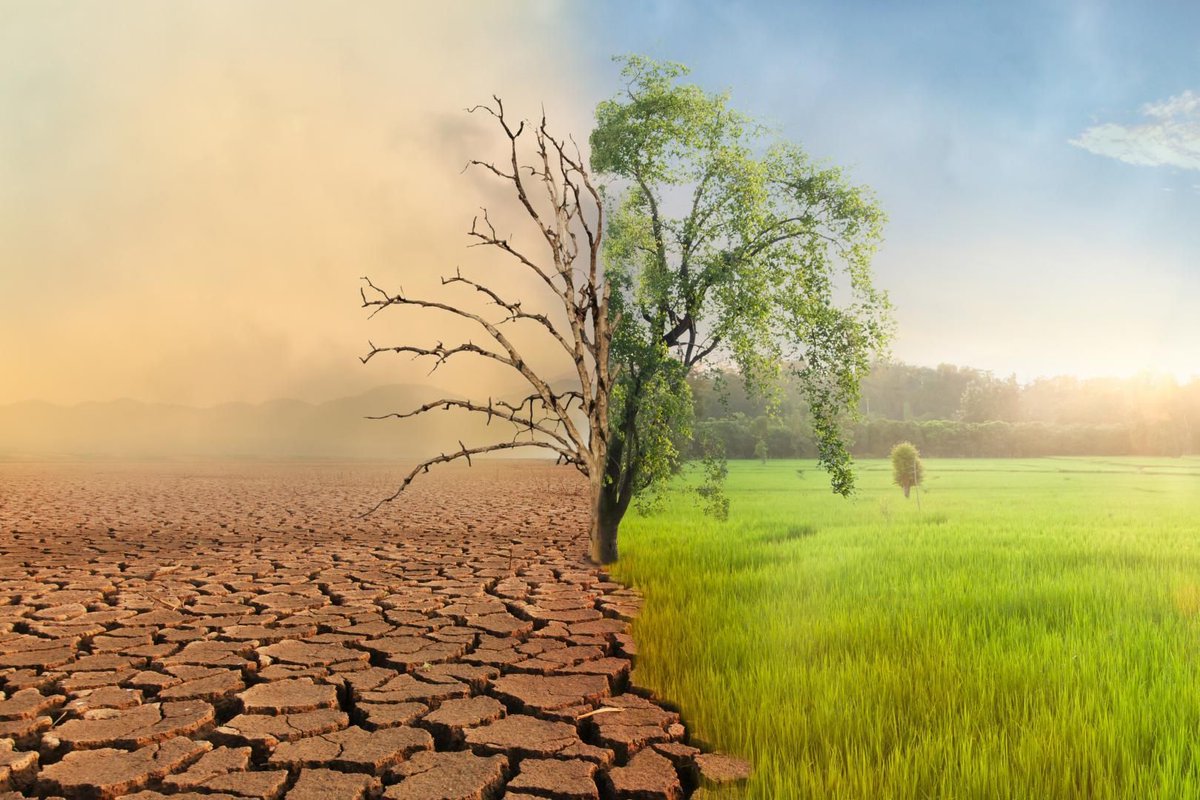 A tree split between decay and vitality, symbolizing the delicate balance between life and death in nature. Our impact on ecosystems is evident through pollution, deforestation, and climate change. #Nature #Ecosystems