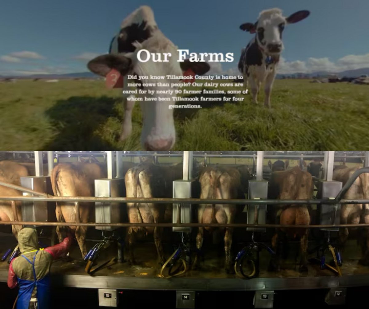 Professor Joyce Tischler, founder of the Animal Legal Defense Fund, was quoted in OPB’s article, “Oregon Supreme Court considers ‘misleading marketing’ case against Tillamook creamery” by Alejandro Figueroa. Read more here: opb.org/article/2024/0…