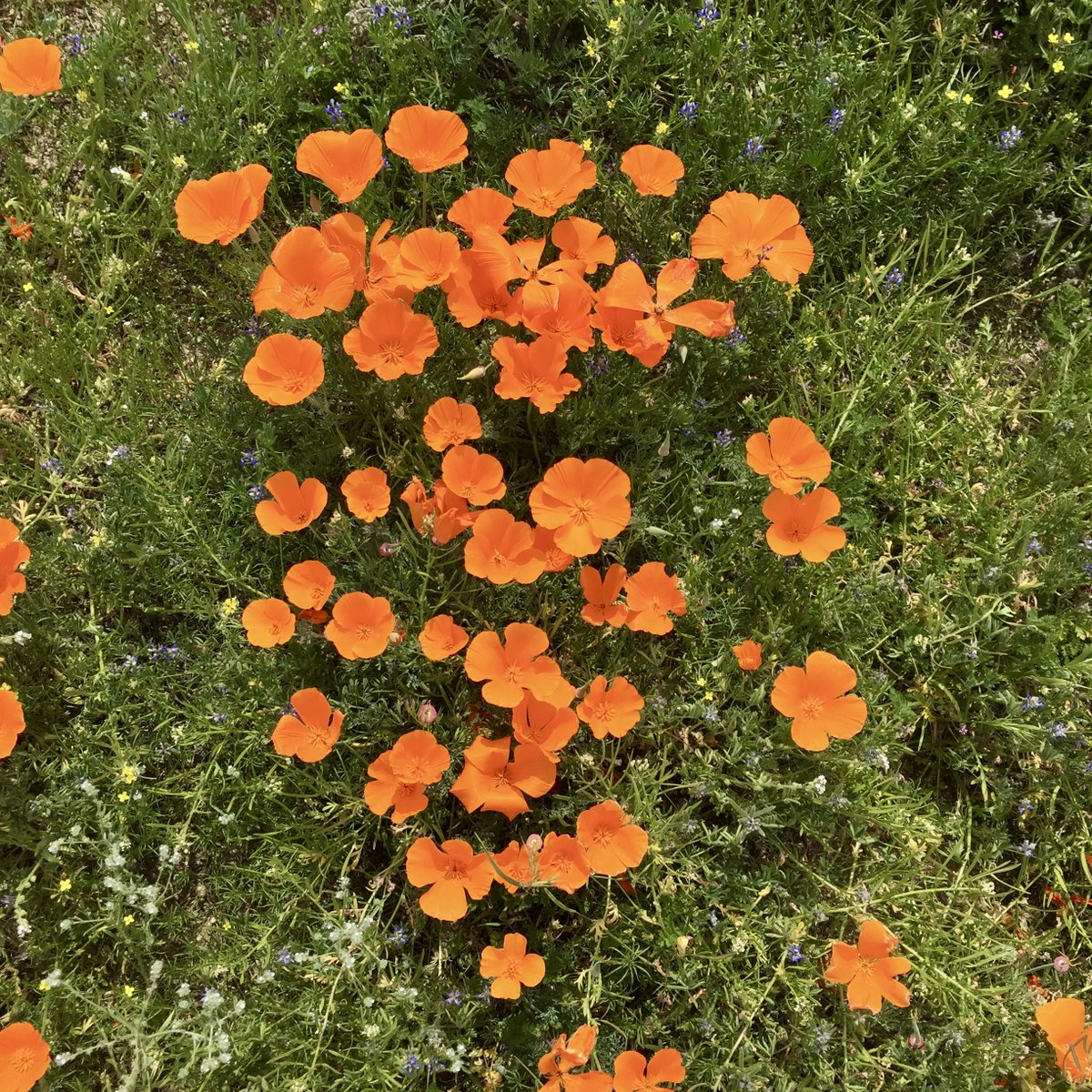 Is a superbloom coming to the Southern California desert again this year? 

There's a Wild Flower Hotline (and podcast) to keep you up to date on conditions! 🌼
theodorepayne.org/learn/wildflow…