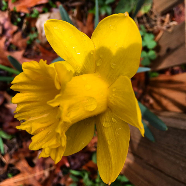 talltalestogo's tweet photo. Rain falls
Rain falls on the /
Just and unjust and sometimes /
Rain falls just because.
.
.
#haiku #poem #poetry #rain #just #unjust #just_because #photooftheday #poemoftheday #oldnorthknoxville #davidebooker #march #saturday #2021 #031321 https://t.co/BusRUhNNAX