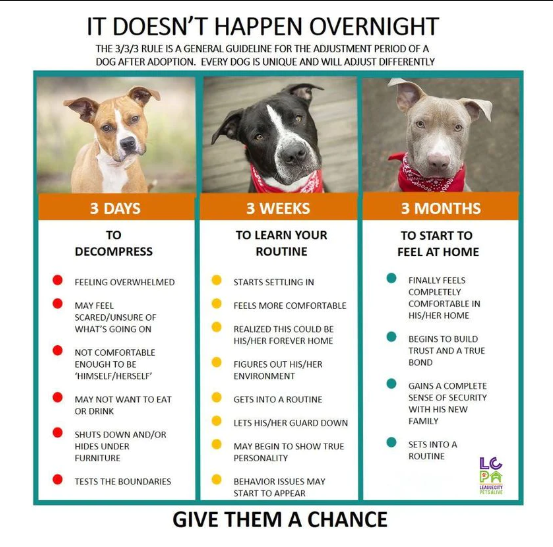 3-3-3 Rule for all #Adopters & #Fosters