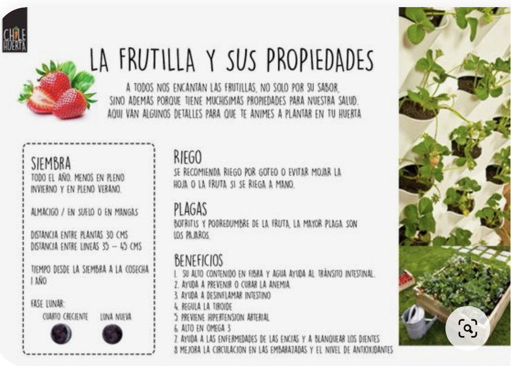 A quién le gustan las frutillas?