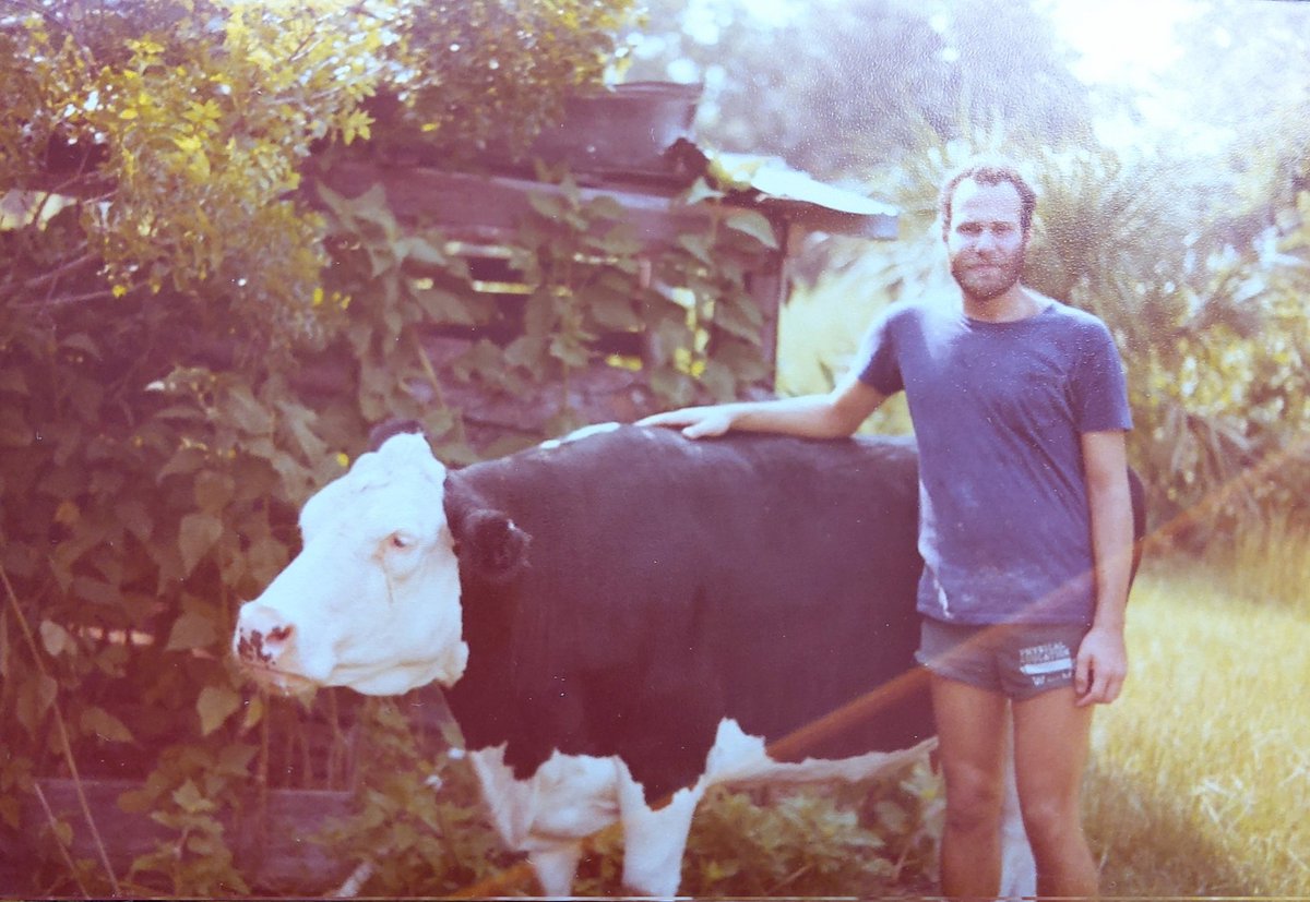 I found this wonderful picture from 40+ years ago when I visited Ossabaw Island and lived w/o electricity or running water for a month. Milking this beautiful cow was a daily ritual.