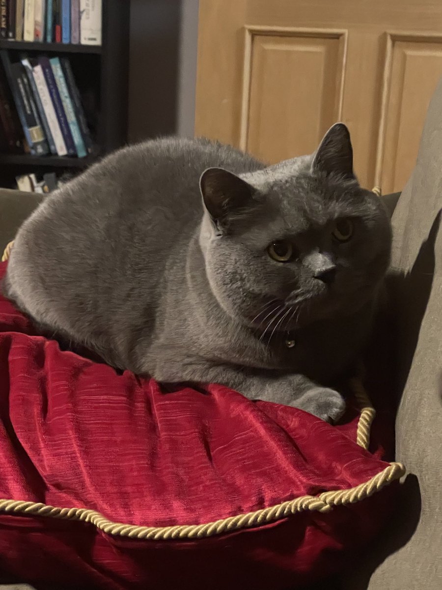 I’m on my royal cushion 💜#Duke