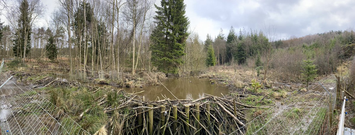 Great fieldtrip with #FloodRiskManagement students to see #NFM upstream from Pickering and Sinnington. We got to see the result of beavers building dams. Amazing to see the impact - such good river engineers!