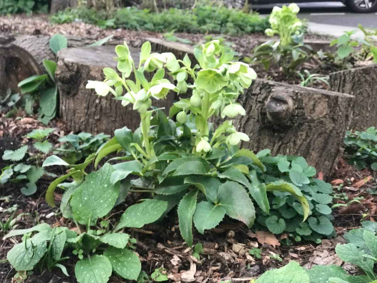 Hellebores planted at Forest for Change are looking stunning. We’ve planted over 60 of them in the last 6 weeks. These are the first ones that went in and they are looking so gorgeous. Thanks to <a href="/scotscape/">Scotscape</a> for the generous donation #greenspace #spring #rewilding