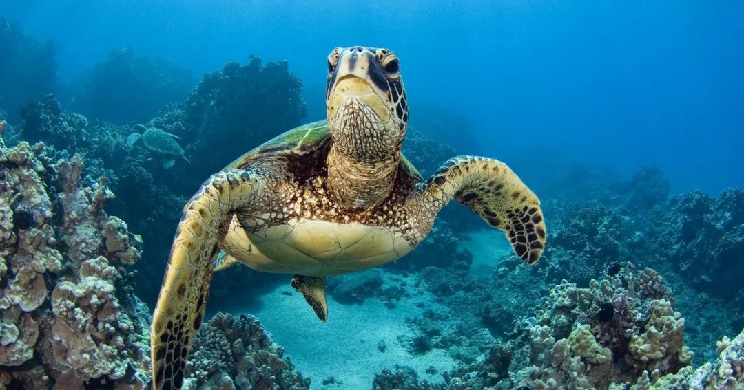 In March 2024, nine individuals, including eight children and an adult, lost their lives after consuming sea turtle meat on Pemba Island in the Zanzibar archipelago. 

Additionally, 78 other individuals were hospitalized.

Despite the risk of chelonitoxism, a form of food