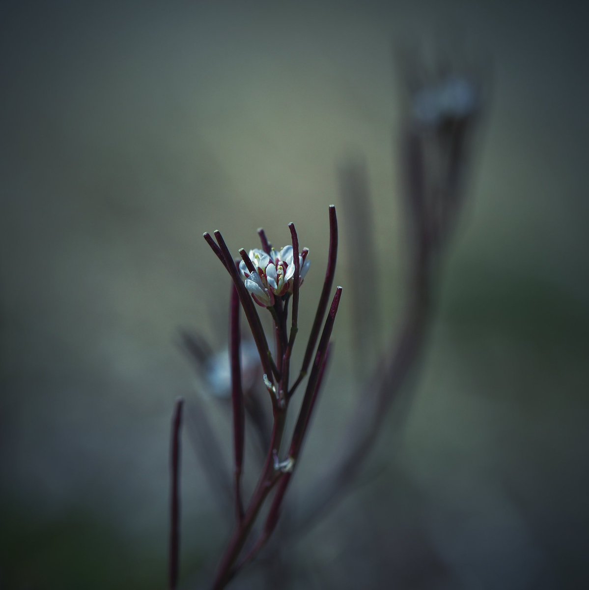 newratcom's tweet photo. ・
ｆｌｏｗｅｒ
・
・
#nature #flower 
#ミチタネツケバナ 
#cardaminehirsuta 
#cardamine
#natuelovers 
#flowerlovers 
#naturephotograph https://t.co/382xvDlnox