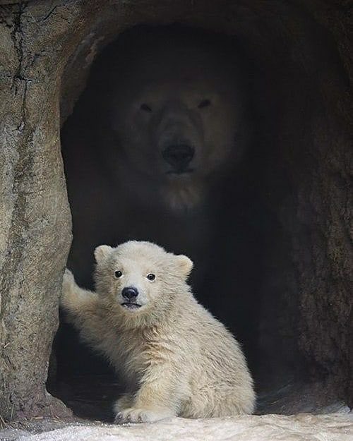 💖 (@twaniimals) on Twitter photo 