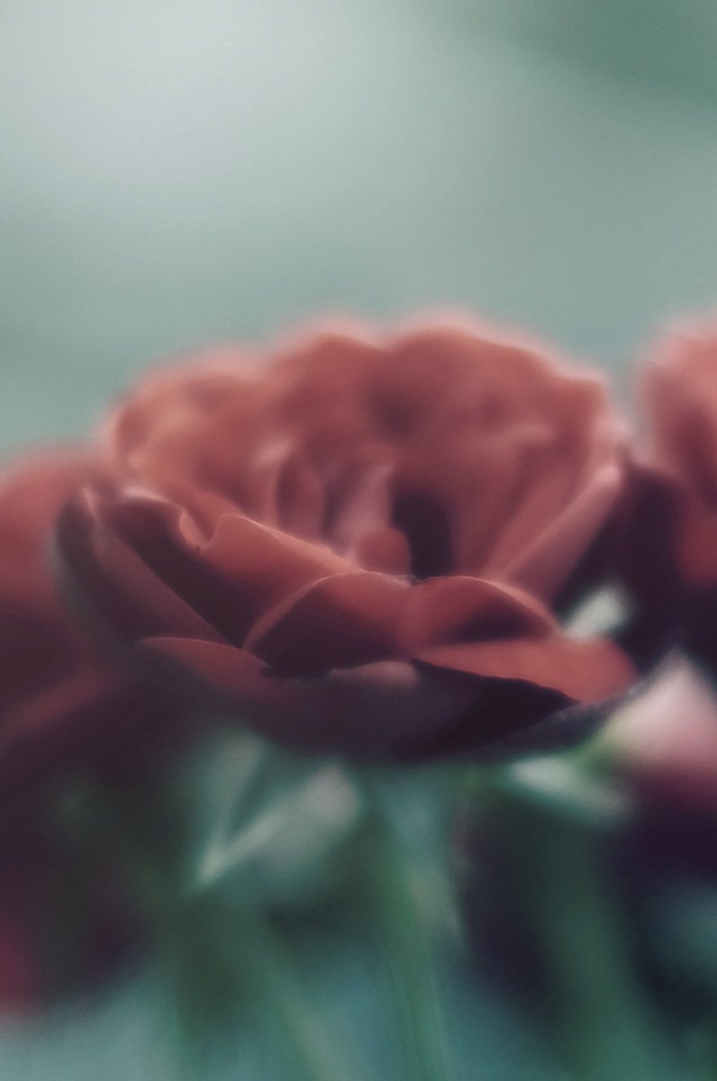 春待ち (@haru_macro) on Twitter photo 