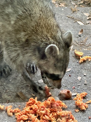 greennomad61's tweet photo. Nothing to see here... just a raccoon eating leftover pasta π
My β₯οΈπ¦π©Ά https://t.co/kCDHMW3pgY