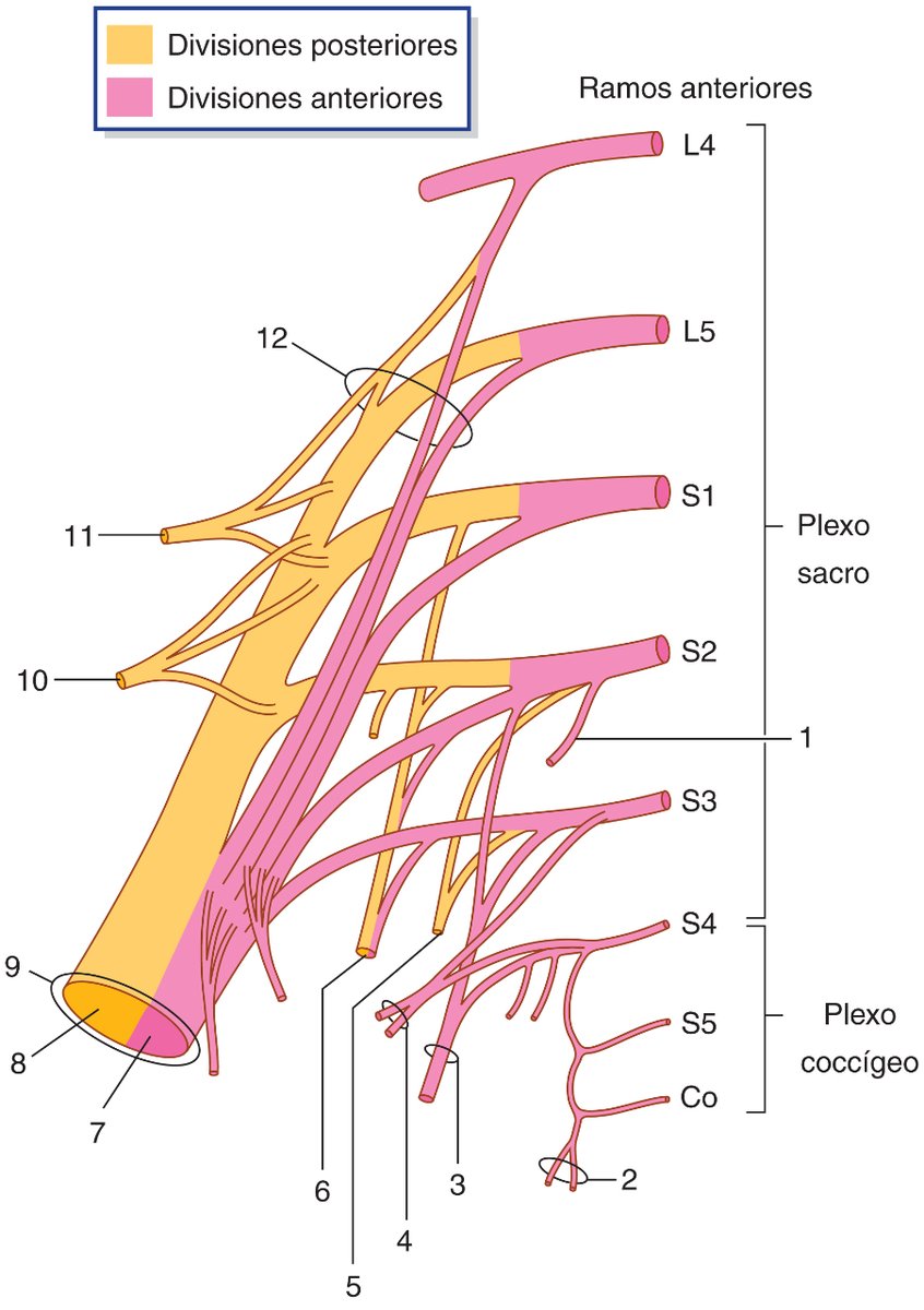 ¿Repasamos el #PlexoSacro?⤵️
📌1. N. #EsplácnicoPélvico
📌2. N. #anococcígeos
📌3. N. #Pudendo
📌4. N. #EsplácnicosPélvicos
📌5. N. #CutáneoPerforante
📌6. N. #CutáneoFemoralPosterior
📌7. Porción tibial
📌8. Porción #PeroneComún
📌9. N. #ciático