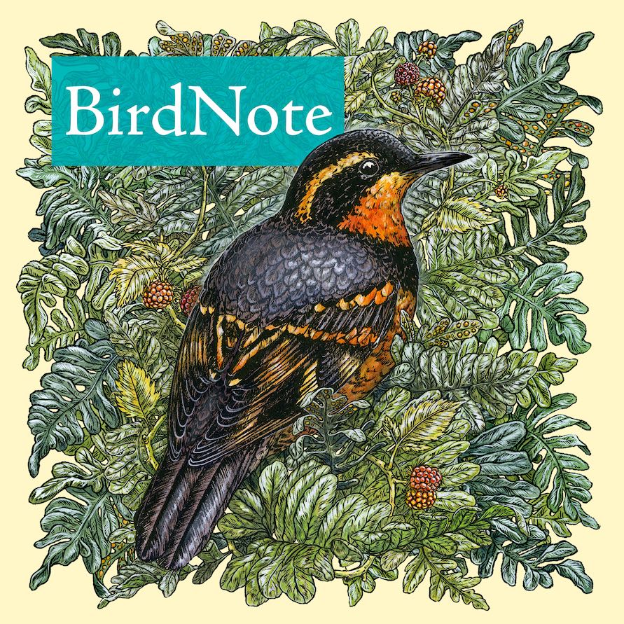 Discover the fascinating world of birds with our friends at the BirdNote Podcast! Explore bird songs, conservation stories, and more in quick two-minute episodes.#BirdNote #Podcast loom.ly/0-AVIIo 📷@birdnoteradio