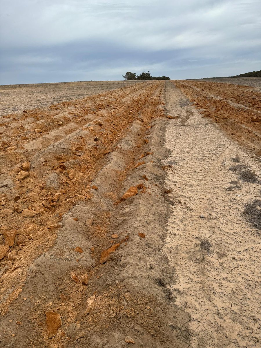 RikstarDelving's tweet image. 🌱 Our latest delving work in #Warramboo produced the best bricks of clay we've ever seen! This site will be spaded in the next week to incorporate in preparation for seeding ready for a future wheat crop 🌾
#EPAG #Delving #SoilImprovement