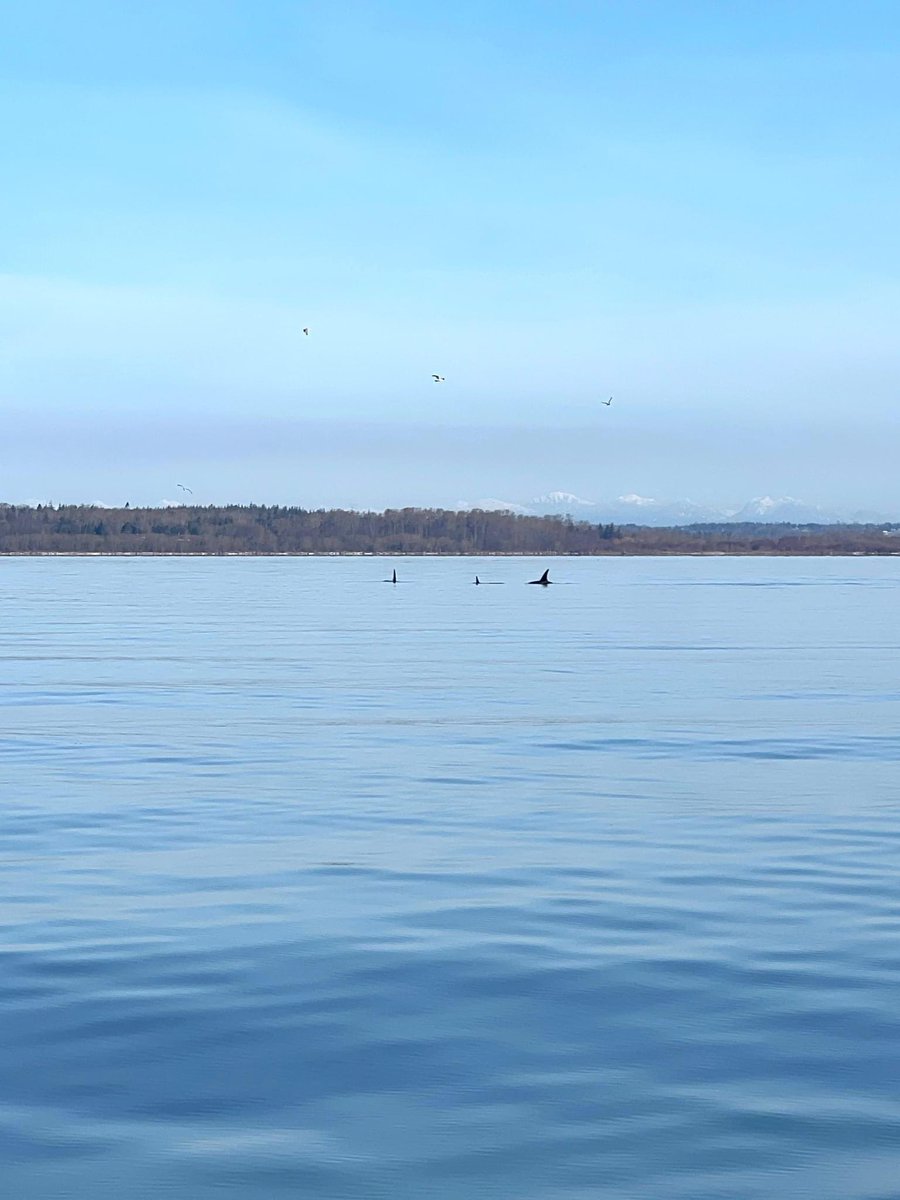 NWIC's Salish Sea Research Center had a rare sighting of three Orcas in Bellingham Bay today while on the boat collecting marine water quality samples! 🐳

(Photos by Megan Schulz) #Orcas #BellinghamBay #NWIC #SSRC