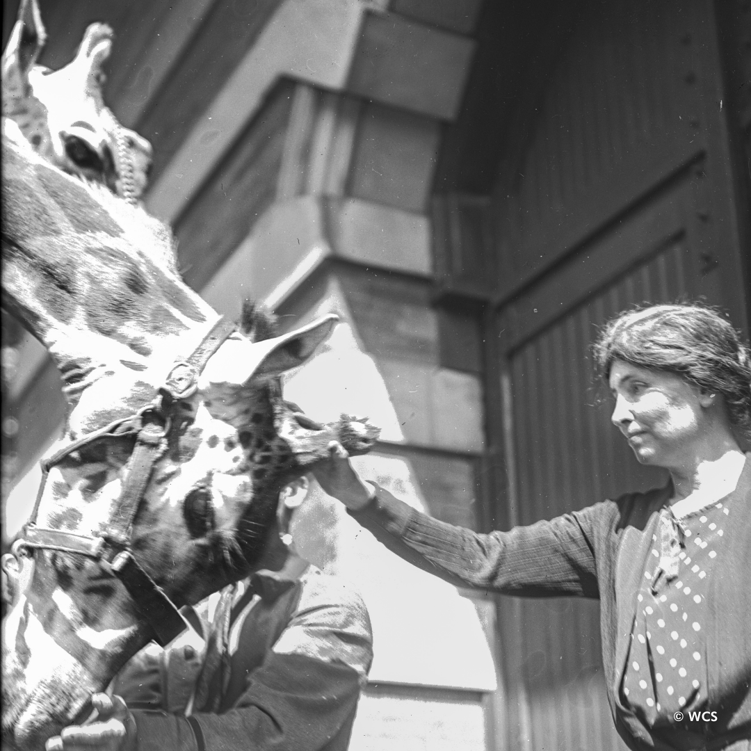 The zoo has been visited by many luminaries since it opened in 1895, including disability rights advocate, Helen Keller! In 1922, she visited the zoo with her young nieces and they delighted in all aspects, meeting giraffes, snakes, and more! #BZ125