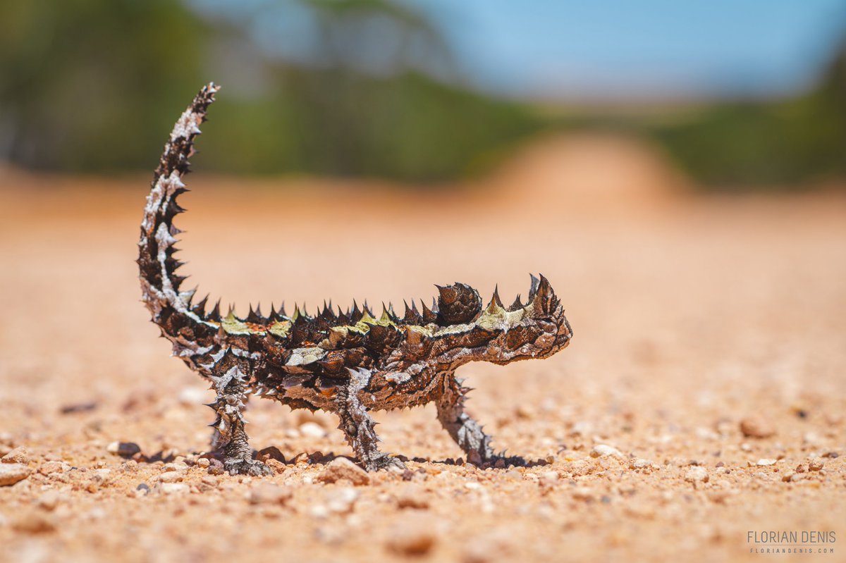 FlorianDenis's tweet photo. @RCederfjard Thorny devil https://t.co/5jZNyTrDtI