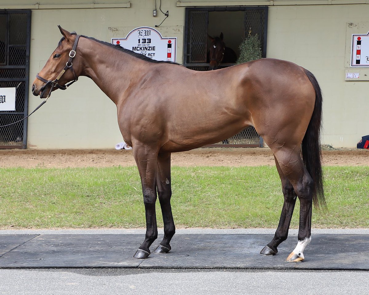 As the @OBSSales March sale winds down I am thrilled to have come away with four tremendous 2yo prospects for owners @AdelphiClub and @79USMC. They have both been supporters of mine since I began on my own and I am excited to see what lies ahead for every horse!