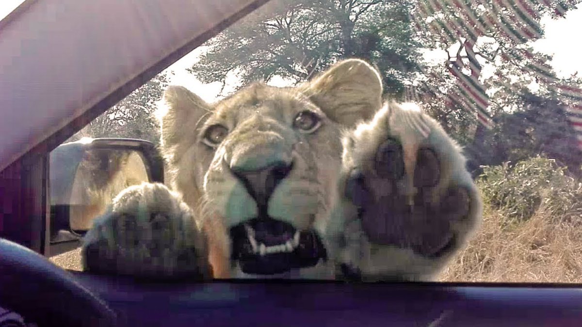 Sir, do you have a moment to talk about our lord and saviour $CECIL the lion?