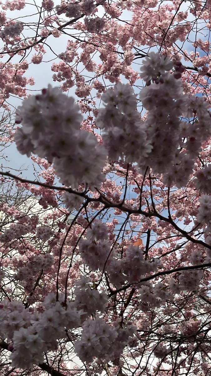 #Berlinblossom 🌸🌸🌸