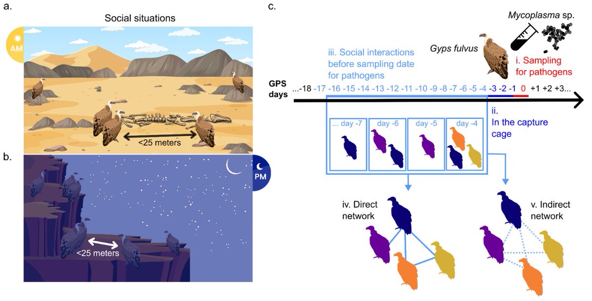 Our new Preprint: ecoevorxiv.org/repository/vie… 'Social interactions do not affect mycoplasma infection in griffon vultures'