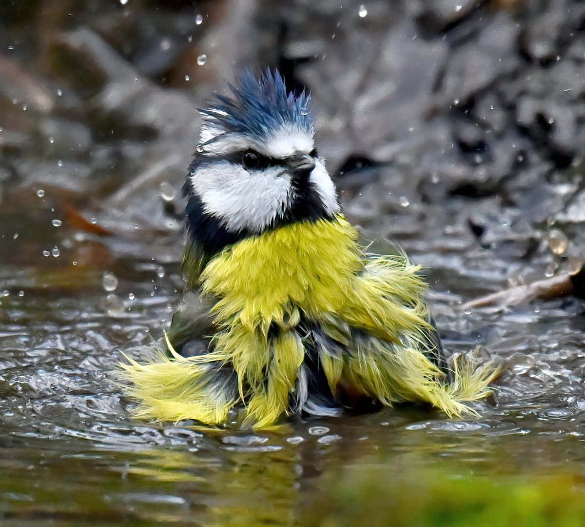 As it's Friday, I'm asking all my followers to please retweet this tweet if you see it, to help my bird account beat the algorithm &amp; be seen!🙏 ♥️
 To make it worth sharing, here's a Blue Tit having a bath in a puddle! 😀😍
 Thank you very much!
#FridayRetweetPlease ♥️