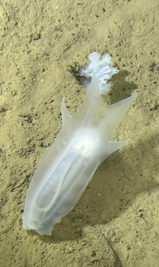 Abyssal holothurians of the Pacific. #inkfishexplore @deepseauwa