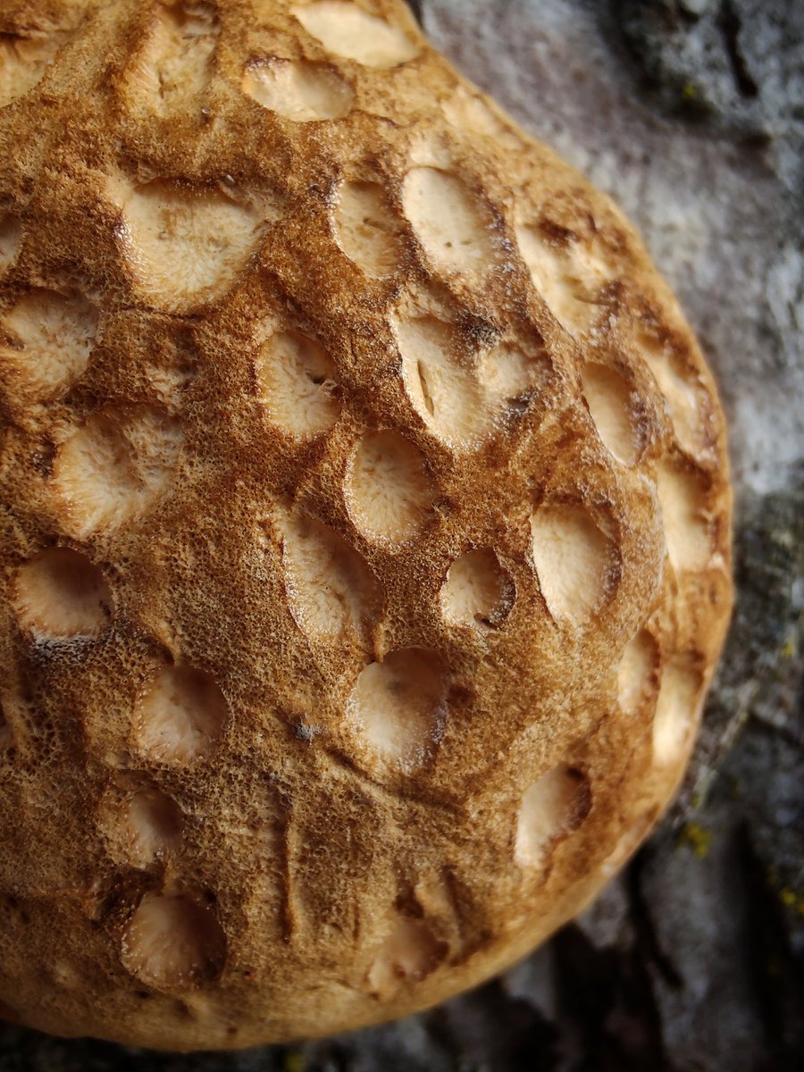 kimmaylou's tweet photo. Do not eat. Even though it may look like a crusty loaf of bread, I can pretty much guarantee disappointment... Because this is fungus growing on a tree.
#nature #naturephotography #treefungus #lookslikefood #texture #details #tinydetails #macro #michiganphotographer #getoutside https://t.co/coYuJTqkIF