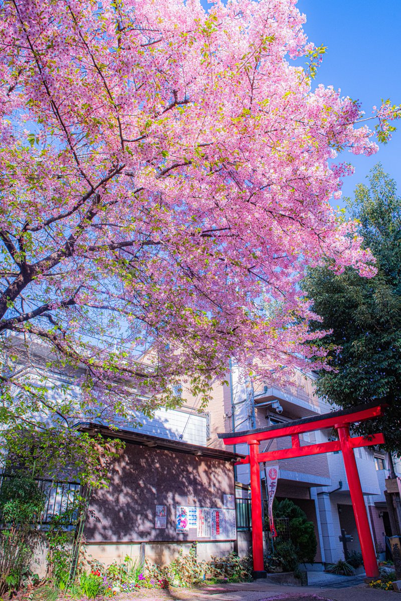 赤い鳥居とピンクの河津桜
