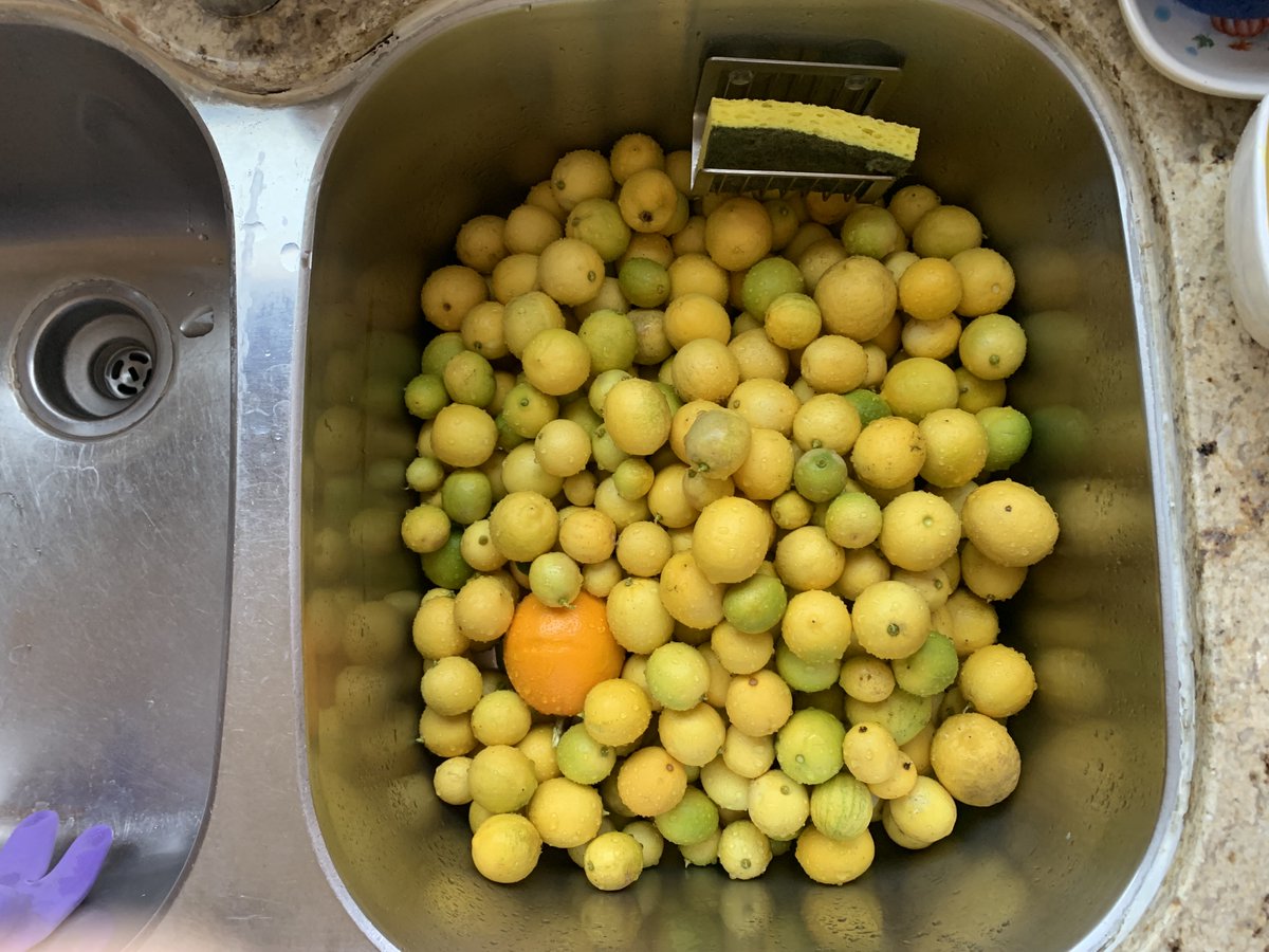 On this #pieday, 70mph Santa Ana winds blew down about 300 key limes. #timetomakepie!🥧🍋🌳