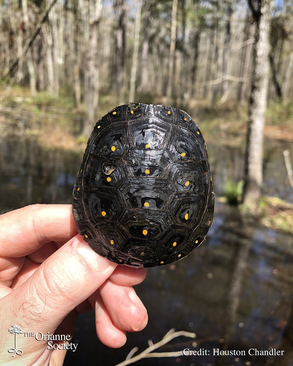 The Orianne Society (@oriannesociety) on Twitter photo It's #SpottedTurtle season! We're working with a variety of partners to survey for #turtles across the southeastern US, part of a collaborative effort with the Southeastern Spotted Turtle Working Group. Here's the first one observed in 2024. Looking forward to the years ahead! It's #SpottedTurtle season! We're working with a variety of partners to survey for #turtles across the southeastern US, part of a collaborative effort with the Southeastern Spotted Turtle Working Group. Here's the first one observed in 2024. Looking forward to the years ahead!
