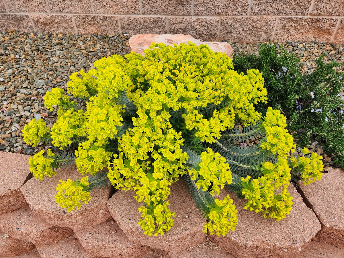 #Arizona #SpringtimeVibes #Trees #Plants #Flowers #nature #FlowersOfTwitter #FlowerPhotography