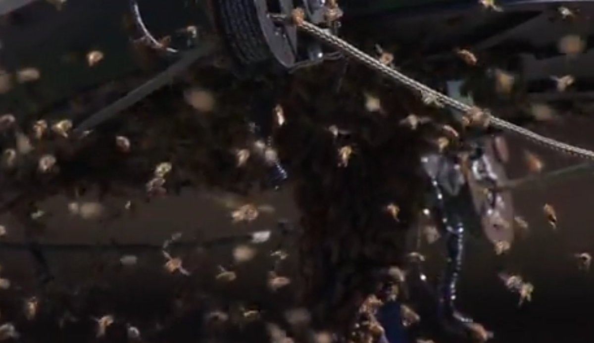 hahahaha, That's not photoshopped! 😱 #Alcaraz #Zverev #IndianWells #BeesInvasion