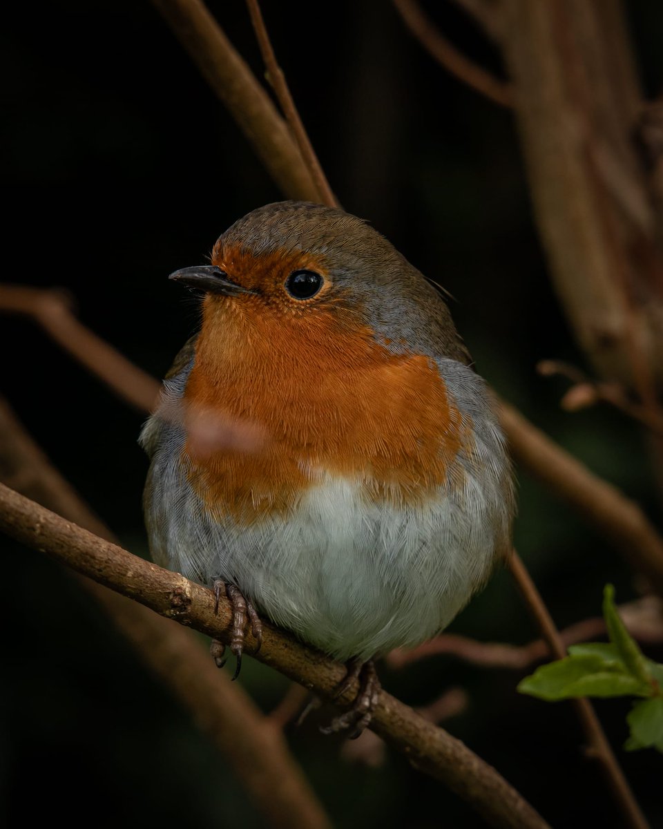 Emma Brookes Photography tweet media