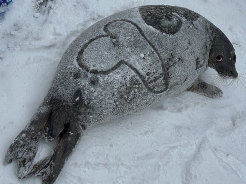 discountseal's tweet image. 