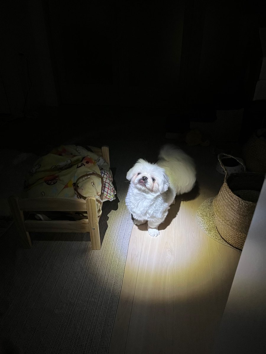porico1123's tweet photo. 夜中のゴミ箱漁り現行犯🚔🚨🗑️ https://t.co/Wkld1h6Krj