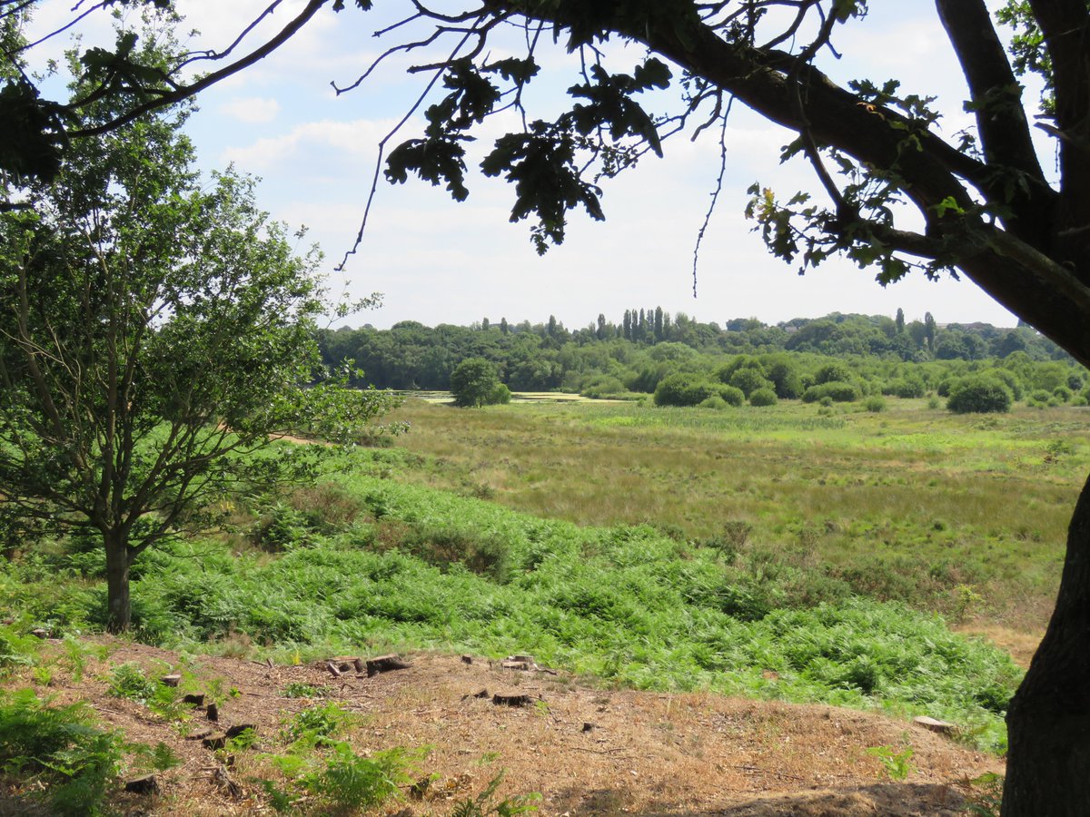 Massive thanks to the <a href="/SuttonParkNNR/">Sutton Ranger</a> team for commissioning the works and being so supportive. If you've never visited, it really is like a bit of the New Forest set within the northern suburbs of Birmingham, and it supports some really special plants and 'bugs'.