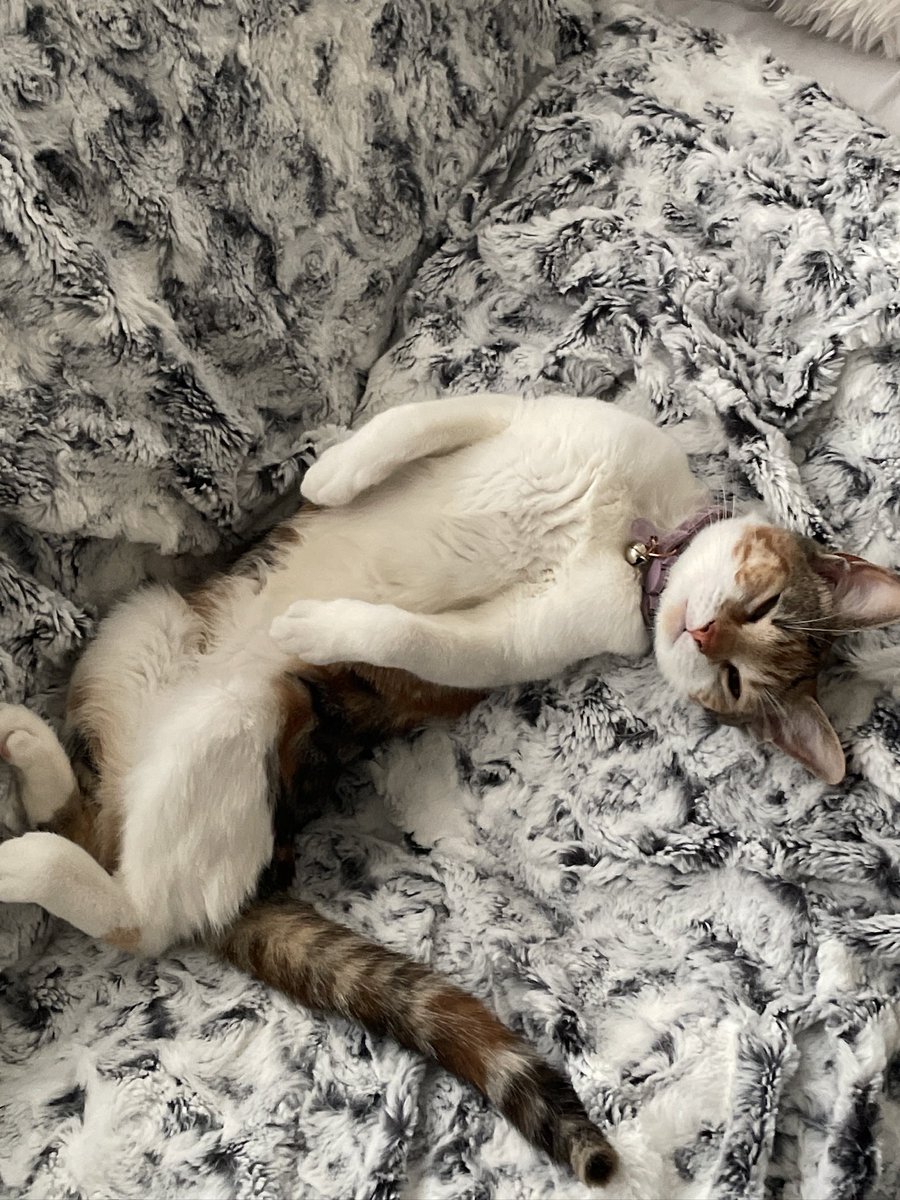 starfishhie's tweet photo. @moremarriott my roommate’s cat clementine, the perfectest girl in the world (she bites my toes unprompted when i’m trying to get ready quietly in the mornings and makes me kick the cupboards very loudly in distress) https://t.co/KgpP3c9Qcu