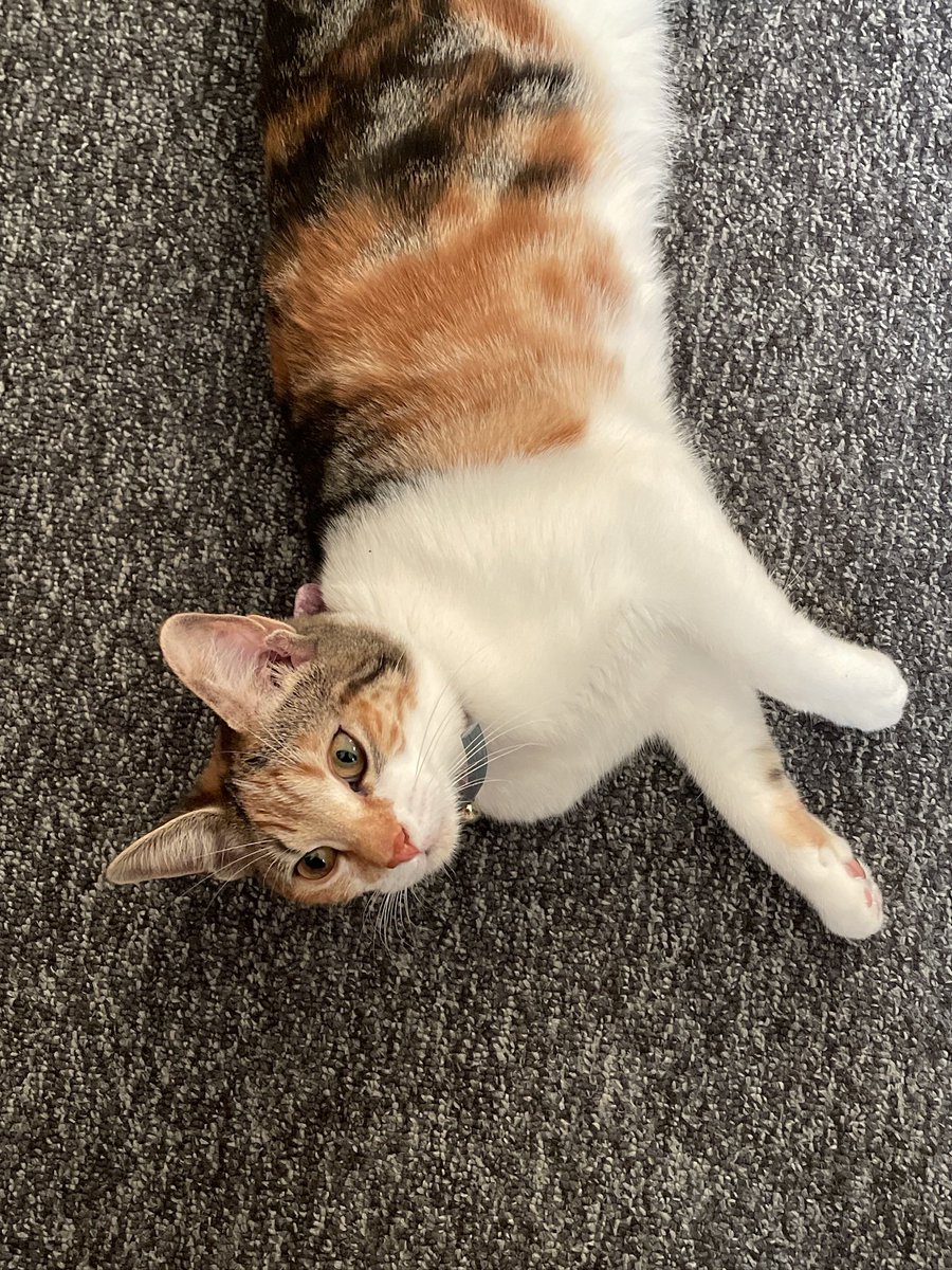 starfishhie's tweet photo. @moremarriott my roommate’s cat clementine, the perfectest girl in the world (she bites my toes unprompted when i’m trying to get ready quietly in the mornings and makes me kick the cupboards very loudly in distress) https://t.co/KgpP3c9Qcu