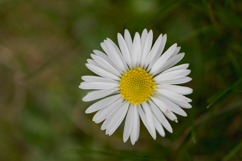 Bonjour pâquerette 
#canonfrance #canoneosm50 #photographie #photography #printemps