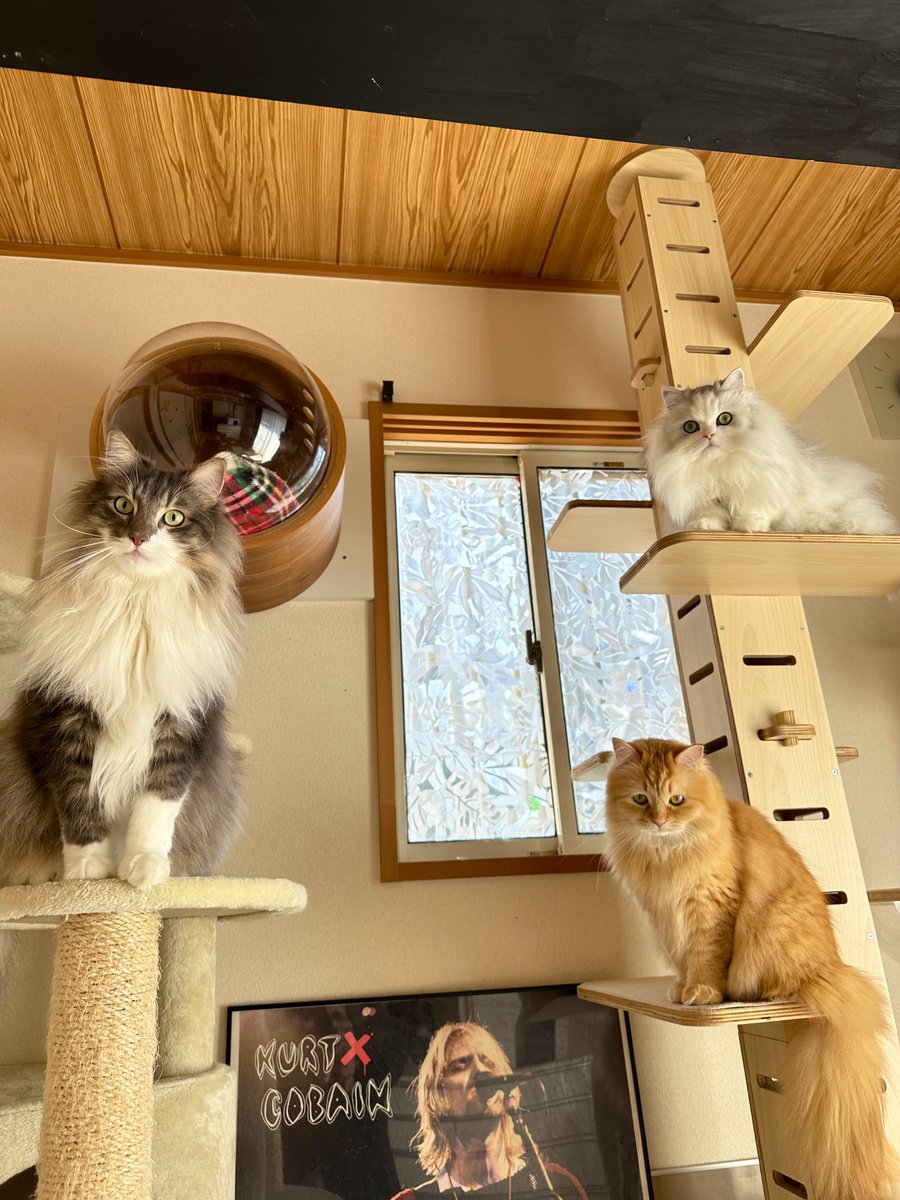 オヤツをくれると思って付いてきたら
トイレ掃除だったと気づいた瞬間の猫ら