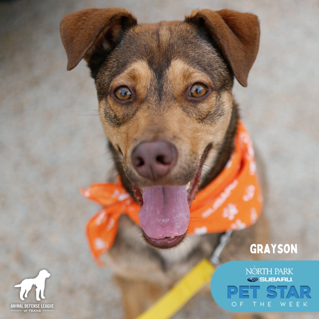 Meet Grayson 🤎🧸 He’s our North Park Subaru Pet Star of the week! His adoption fee is covered by North Park Subaru. Come visit Grayson at our Nacogdoches campus! Open daily from 11am - 7pm. See you there! #ADLTexas