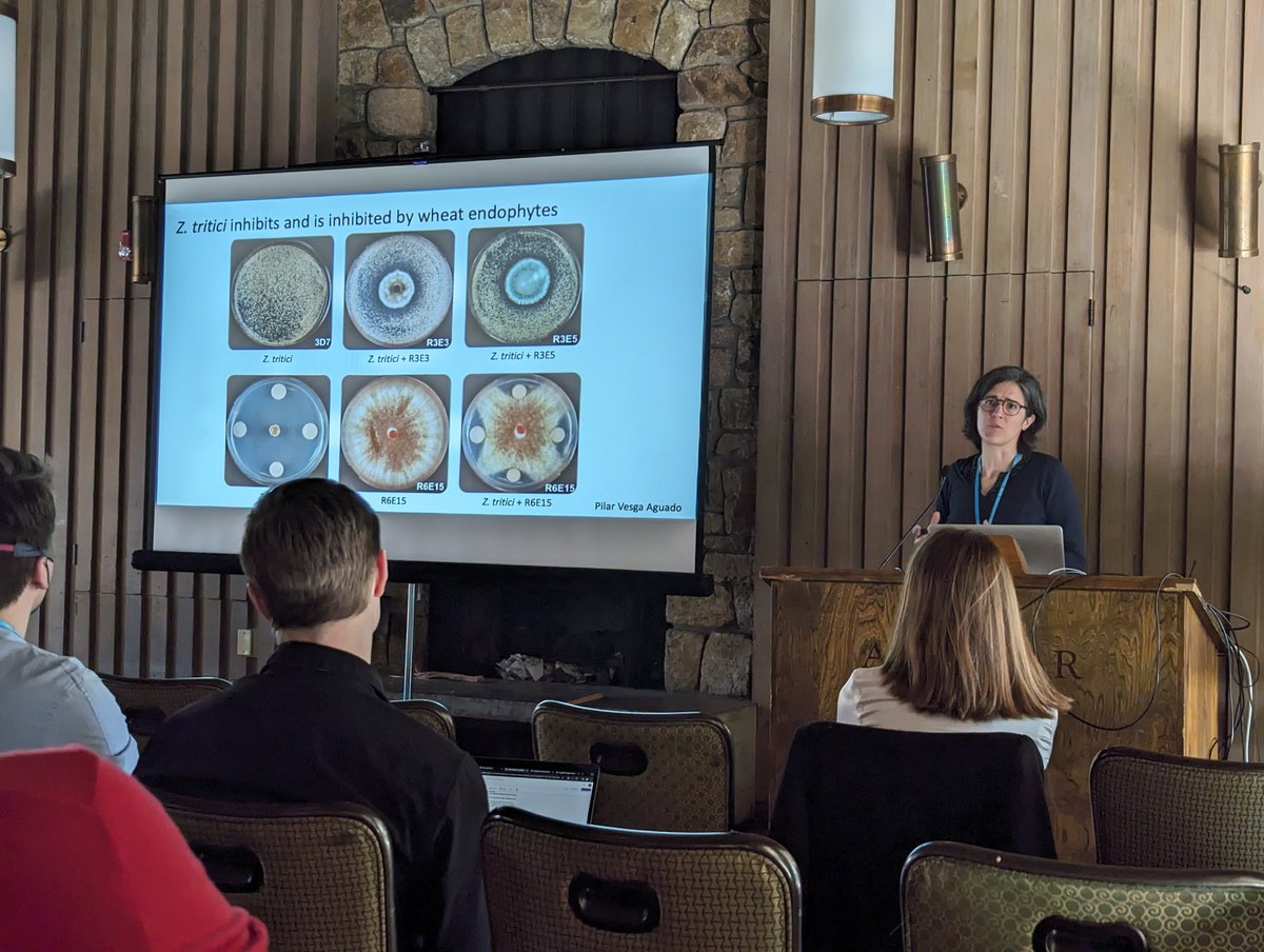 Very nice talk from <a href="/AndreaSVallet/">Andrea SanchezVallet</a> on how Zymoseptoria doesn't play nicely with fungal endophytes on wheat leaf surfaces. Sounds like some exciting results to come #Fungal24