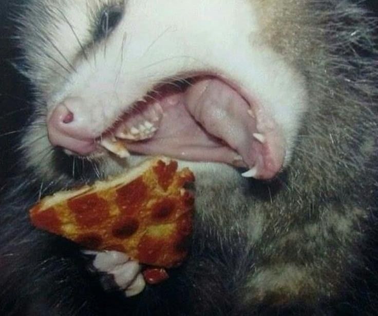 Time to scream at pizza!