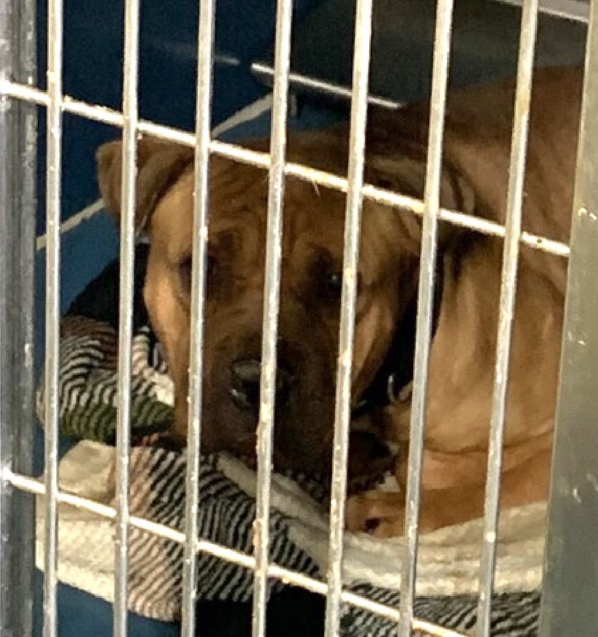 His owner called the police to have him removed. Bo 194473 refused to go into his kennel which resulted to a bite on his owner's arm. Arriving intensely fearful and overwhelmed on Feb 27, he still greets with a wagging tail and is easily leashed and taken outside. He won't get